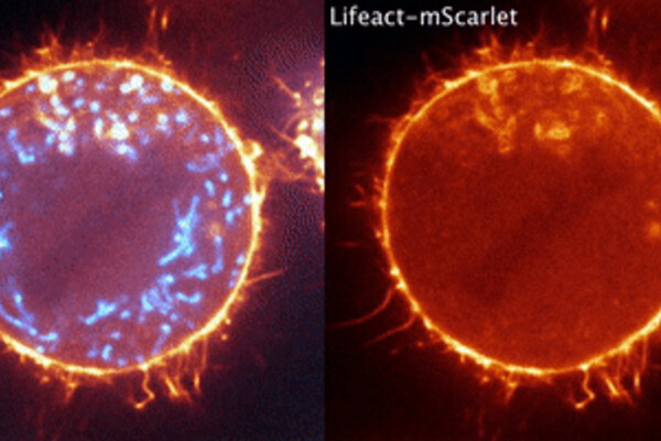 molecules showing the cyclic assembly and disassembly of actin (in orange) on mitochondria (in blue) in dividing HeLa cells