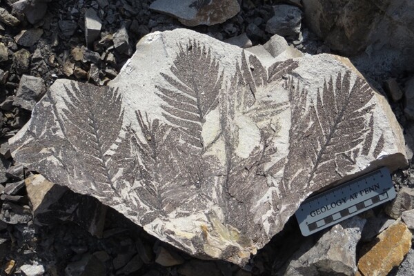 Fossil plants with a ruler that says Geology at Penn