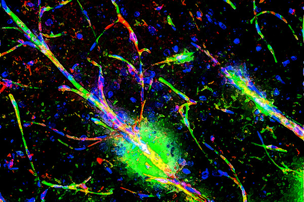 A microscopic image of a neuron labeled in fluorescent colorful markers