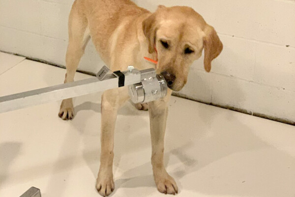 A yellow Labrador retriever puts its nose up to a metal port