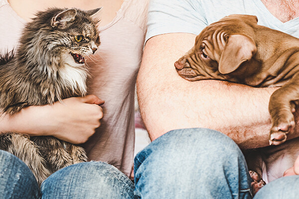 Two people next to each other, one holds a cat the other holds a dog.