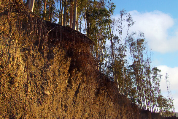 a soil hillside with trees that has eroded