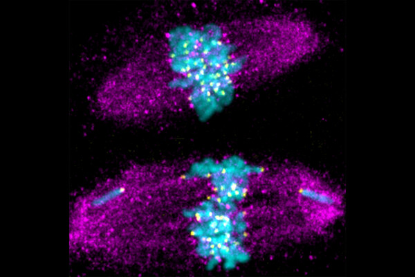 Images of two cells undergoing division with purple and blue labels