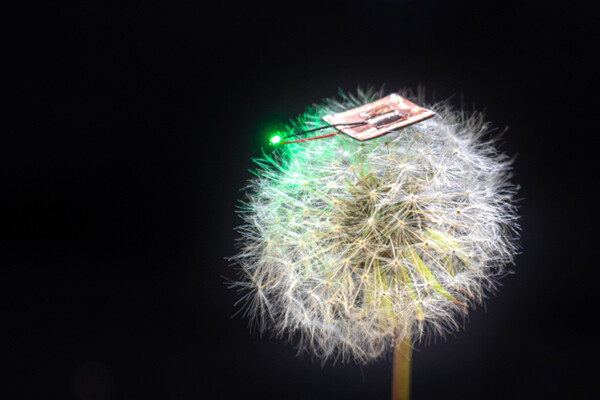 Dandelion head for scale with a tiny microbattery resting on top of it.