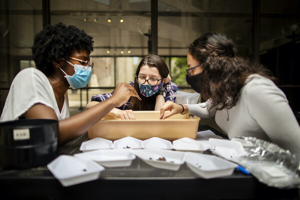 Three people sitting at a table outside all wearing masks. They are around a yellow bin. They are holding tweezers and inspecting small items in the bin. In the foreground are nine styrofoam containers, some with blurred plant material.  