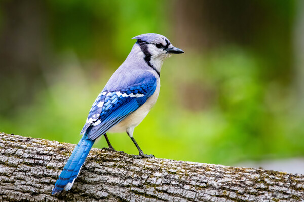A blue jay site on a branch 