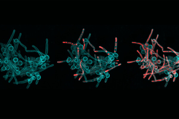 Three images of circles and squiggles representing microbes and fungi