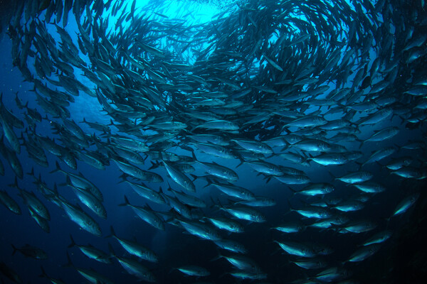 a school of fish in a circle
