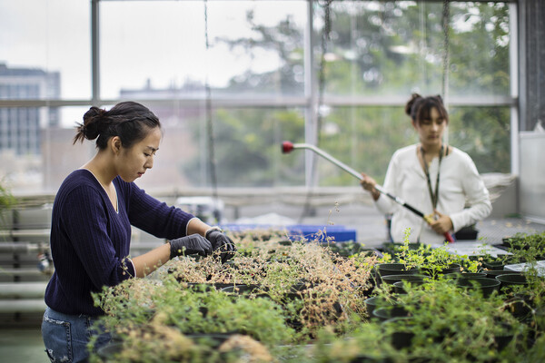 Students Nova Meng and Linda Wu tend to plants in a greenhouse