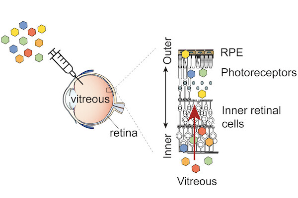 diagram of gene therapy for the eye showing injection into vitreous