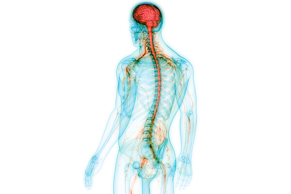 illustration of human nervous system