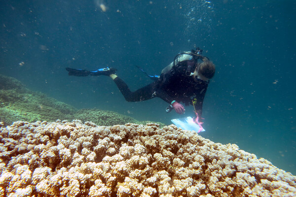 coral diving