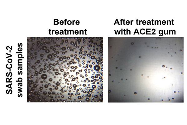 Side by side panels that compare before treatment with after treatment with ACE2 gum show a marked decline in bubbles, indicating the virus.