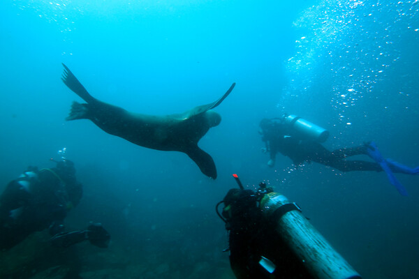 sea lion with divers