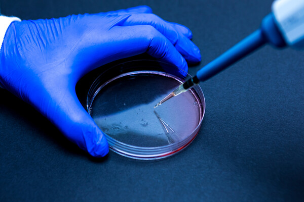 Gloved hands holding a pipette over a lab petri dish.