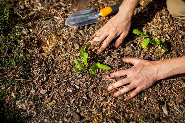 Hands working the soil around a new plant