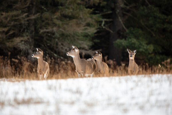 Four white-tailed deer in a snow-covered meadow