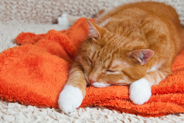 Orange cat sleeps on a blanket
