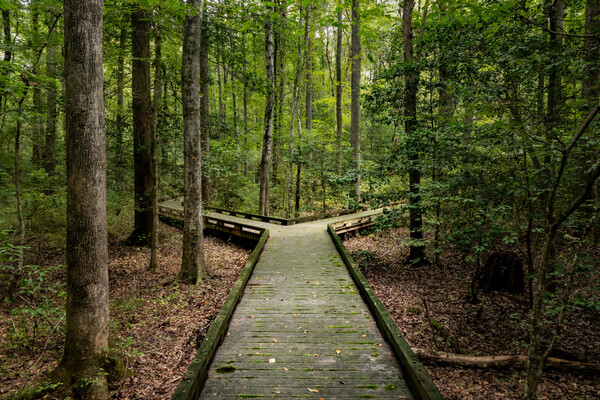 A wooden elevated path in the woods with two choices for directions to take. 