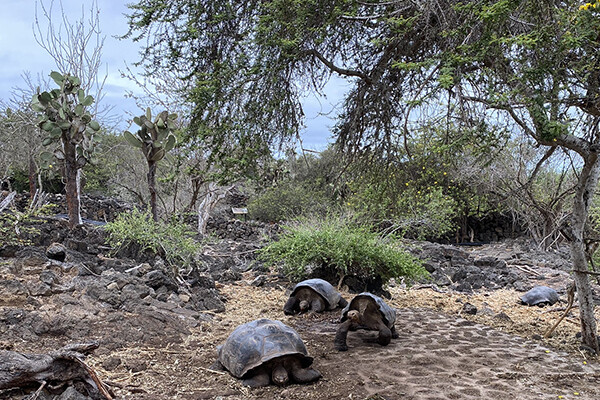 Giant tortoises on the Galápagos Islands.