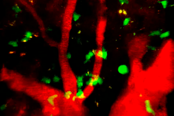 T cells labeled in fluorescent green patrol the vascular system, labeled in red