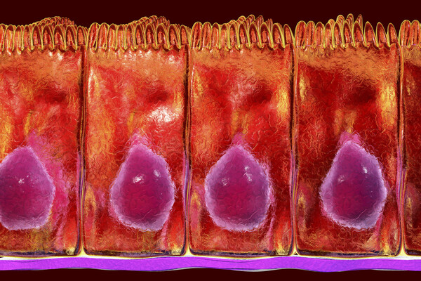 Microscopic view of columnar epithelium in the gut.