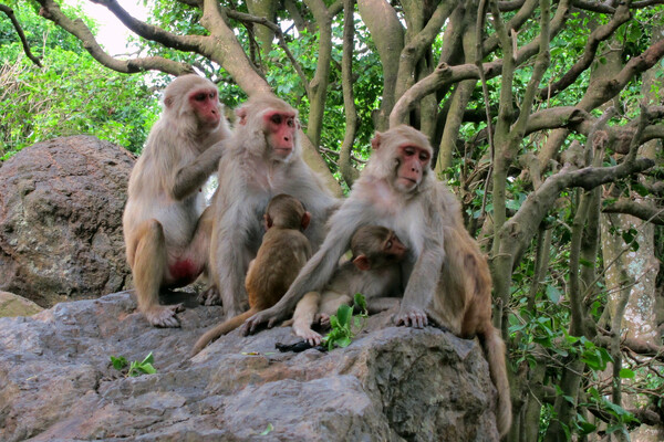 Three adults rhesus macaques and two infants macaques sitting on a rock in a forest located on the island of Cayo Santiago.