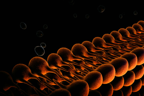 Microscopic view of a membrane wall.