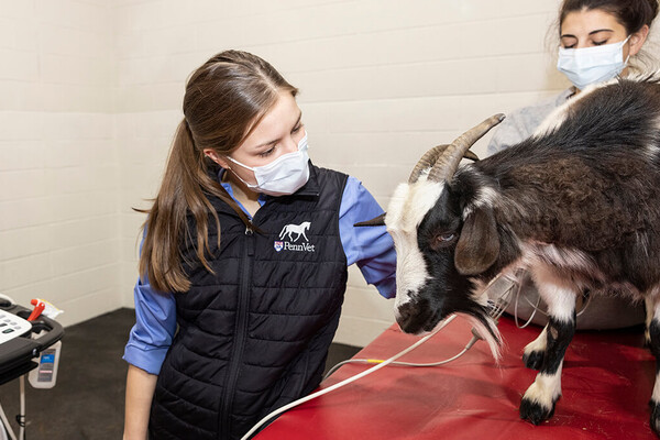 A veterinarian checks a fainting goats heart rate in a vet office.