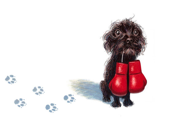 A small wide-eyed Shi Tzu holds large boxing gloves in its mouth. 