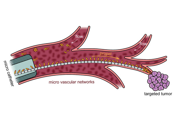 graphic of microvascular networks showing how free-swimming microrobots disperse but a microcatheter propels robots against a flow to a target