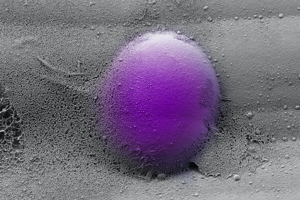 microscopic image of an immune cell labeled purple against a gray background