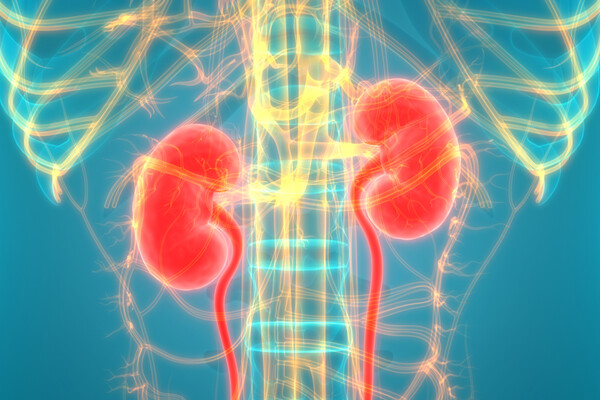 X-ray rendered in bright colors highlighting the kidneys.