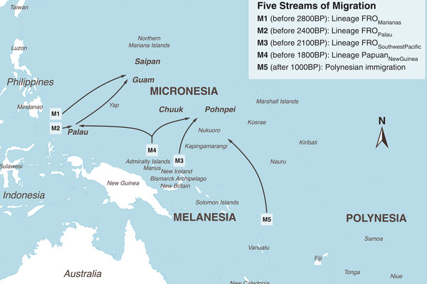 A map of the Pacific Ocean. Australia is in the bottom-left corner, with Indonesia and New Guinea to the north. Also pinpointed are Polynesia, Melanesia, and Micronesia, with arrows signifying five migration paths designated M1, M2, M3, M4, and M5. M1, M2, and M4 originate in East Asia. M3 originates around New Guinea, and M5 originates between Polynesia and Melanesia.