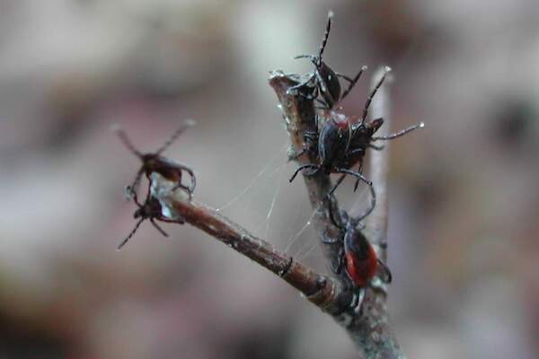 half a dozen ticks crawl up a stick