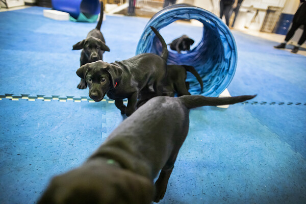 new litter of penn working dogs