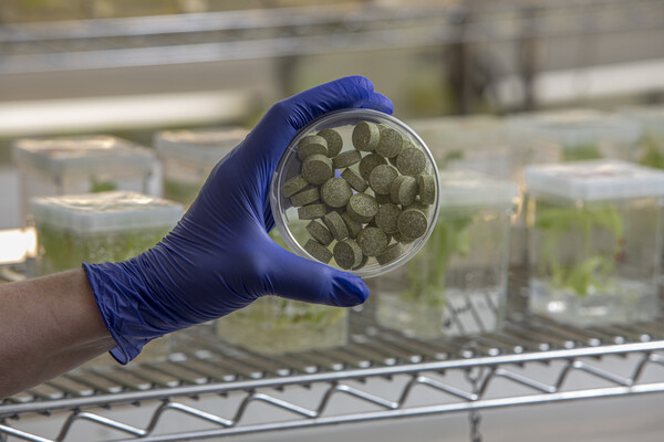 A gloved hand holds a petri dish filled with green colored tablets. Plants in containers are shown in the background