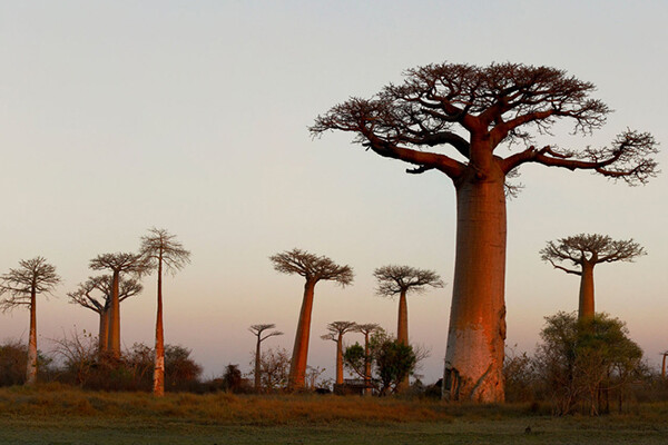 Baobob trees in Madagascar.