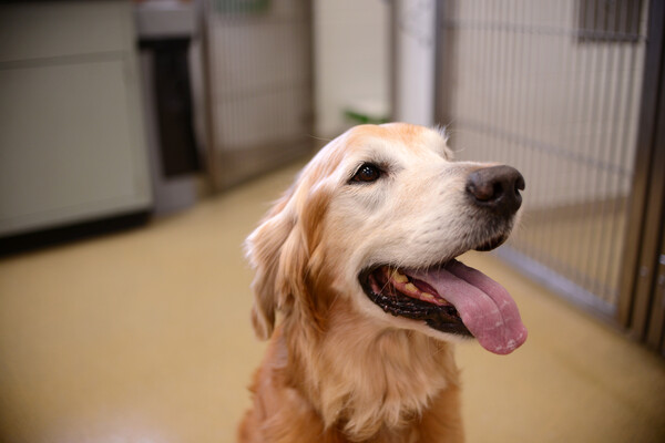 happy looking golden retriever in a clinic's kennel area