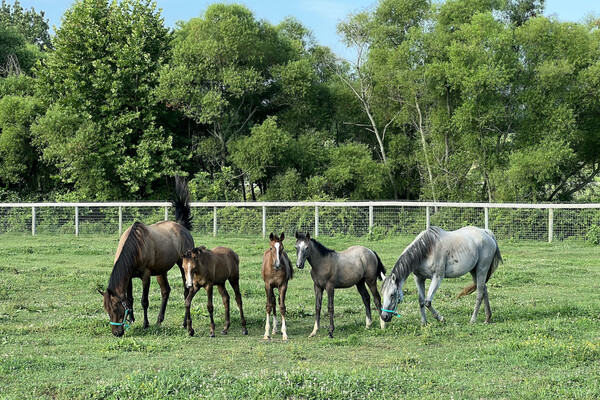 Three foals and two mares in a pasture