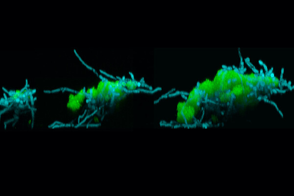 Three microscopic images labeled with green and blue show a group of microbes changing shape and moving