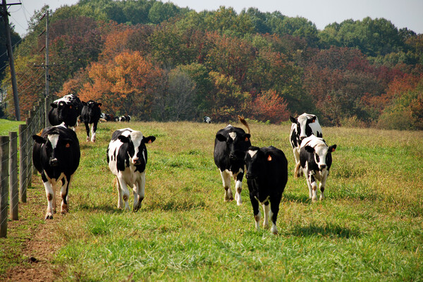 cows in new bolton center pasture