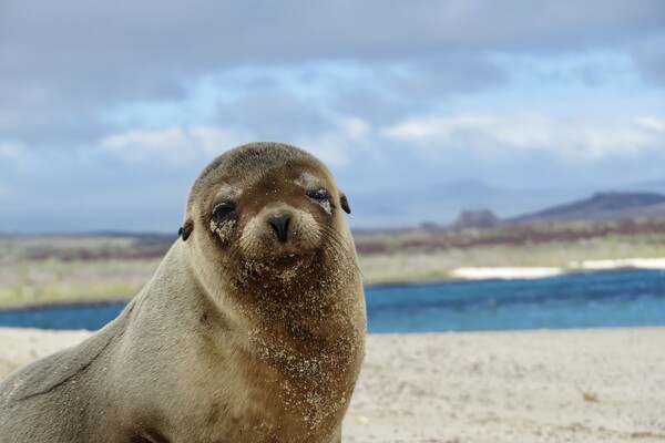 A portrait of a seal at the beach