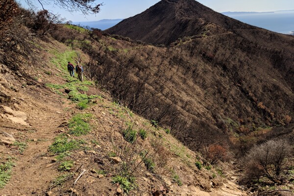 A few people walk along a mountainside as some vegetation regrows after a wildfire