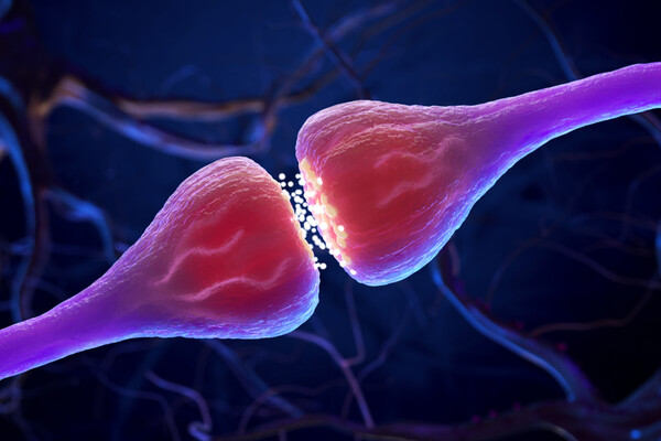 Microscopic view of two synapses.