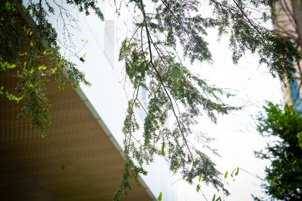 Tree branches on Penn’s campus.