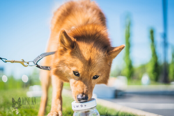 A Finnish spitz dog sniffs at a jar labeled CWD+