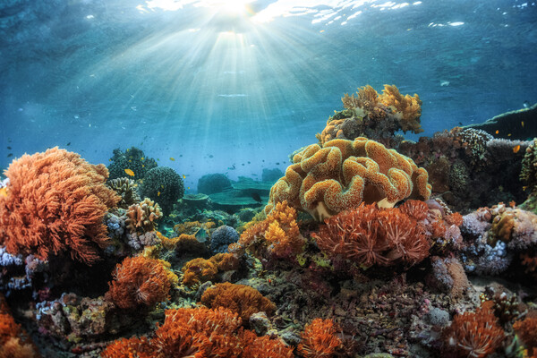 colorful coral reef with sun shining through the water