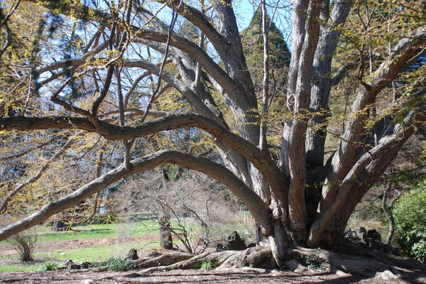 A many-trunked tree just blooming in spring sprawls at Morris Arboretum