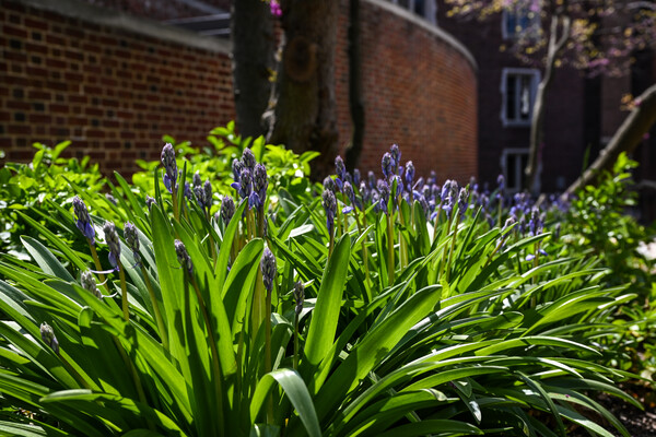 Purple blooms on the verge of opening, backlit by the sun